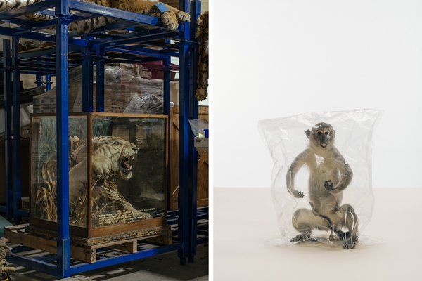 雙語盤點:2017年,我們了解到哪些科學新知?