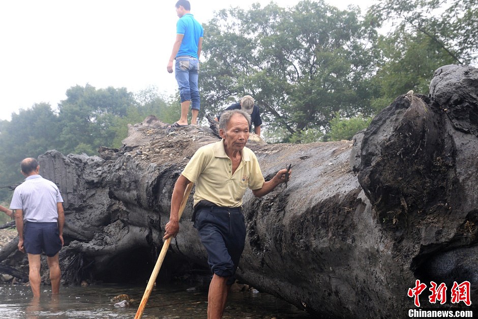 80噸重千年古樹現世 埋藏地下至少500年