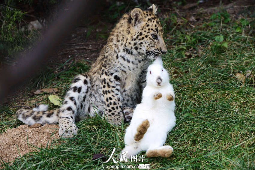 動物園內幼年獅虎豹不敵大白兔 紛紛被嚇住
